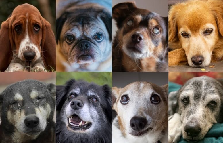 Fletcher’s Keep Senior Dog Foundation